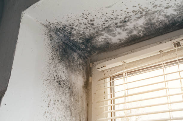 Affordable Mold Remediation solutions in McMillin, WA